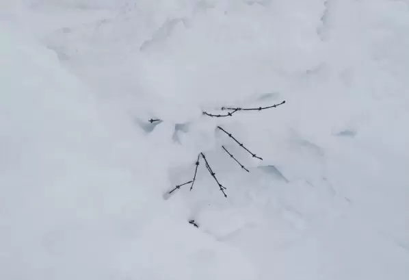 Зимние угрозы для вашего сада: что ожидает растения под сугробами?