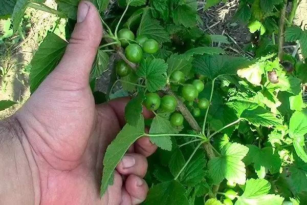 Смородина Ориана: новый взгляд на любимую ягоду с мощными характеристиками