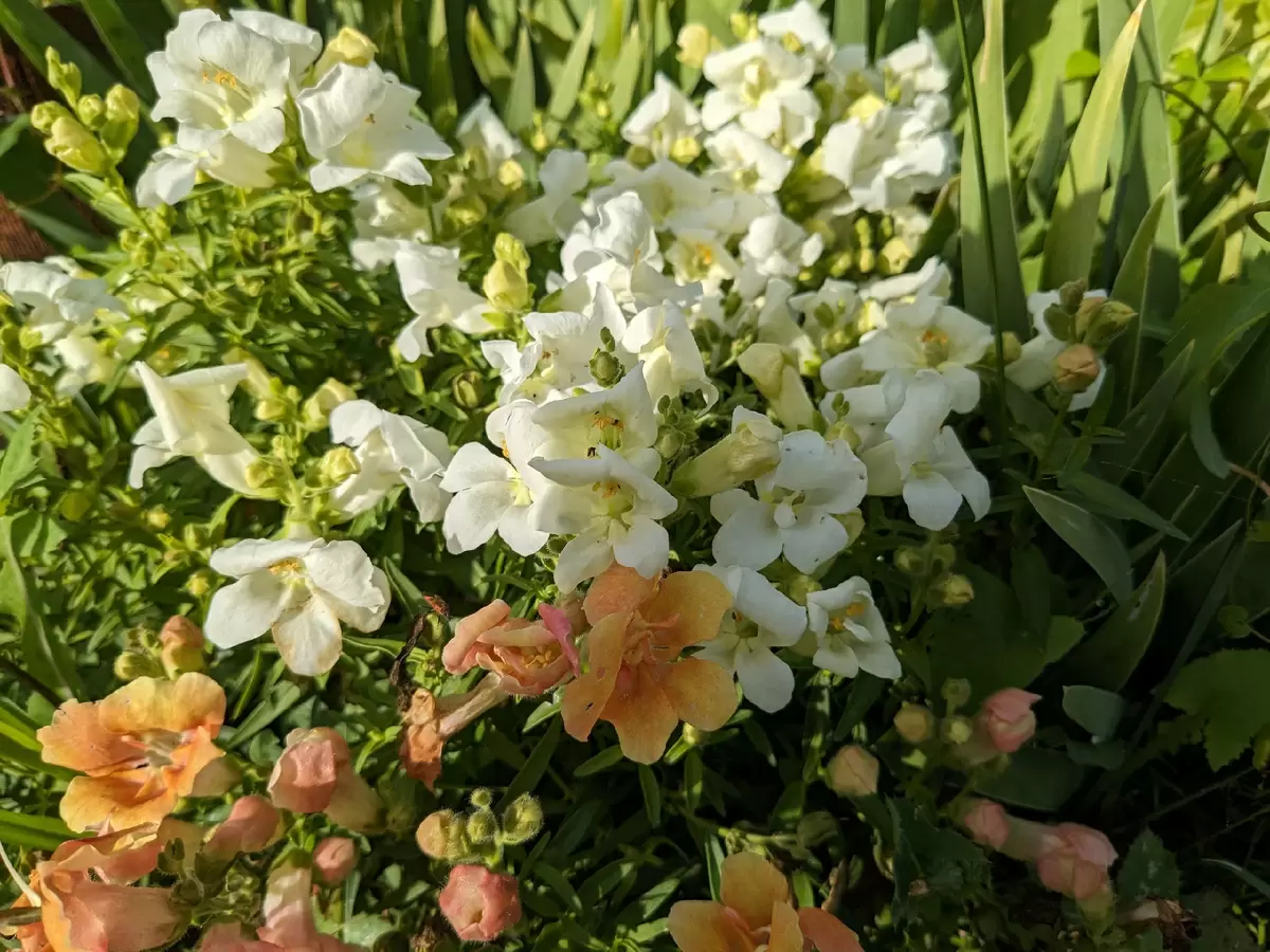 Новый взгляд на львиный зев: почему сорт Твинни не оправдал ожиданий садоводов