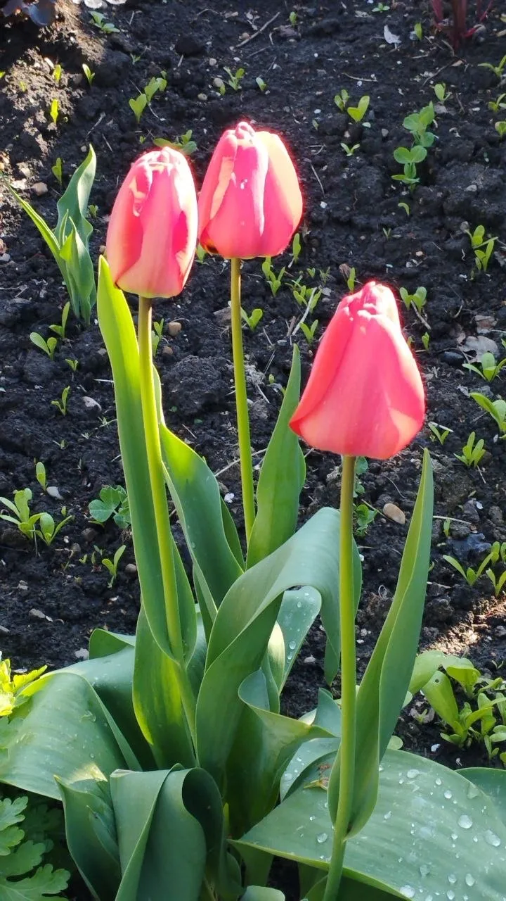 О погоде на 14 апреля . В Краснодарском крае облачно с прояснениями О погоде на 14 апреля . В Краснодарском крае облачно с прояснениями