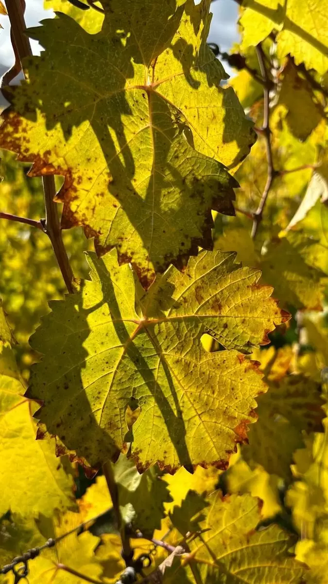 Утренний шарм винодельни: что нового ждет гостей