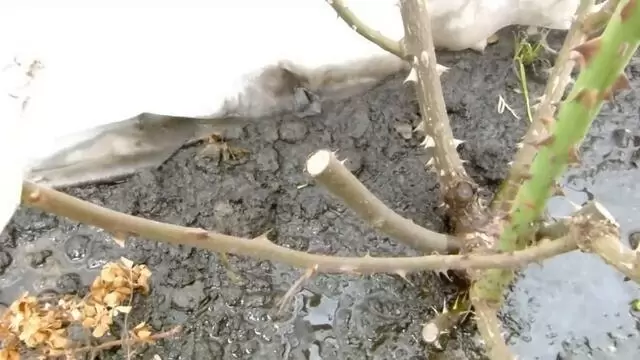 Как спасти розы из затопленного розария: практические советы