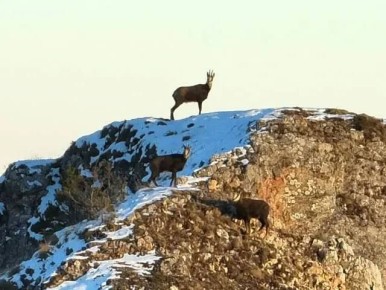 Тихо! Не спугните косуль. В Псебайском заказнике на видео попал уникальной момент: стадо косуль любовалась видом с вершины