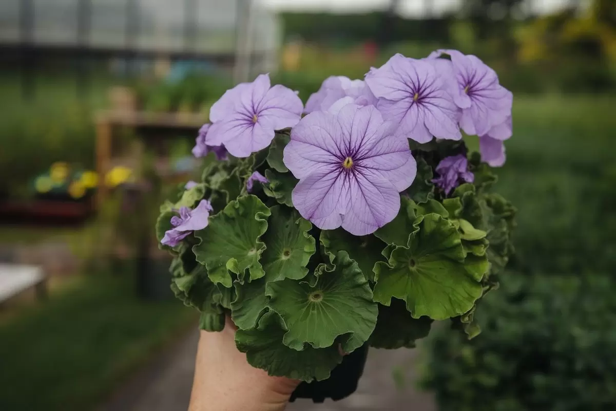 Почему петунии не цветут как следует: 3 секретные добавки для идеального цветника