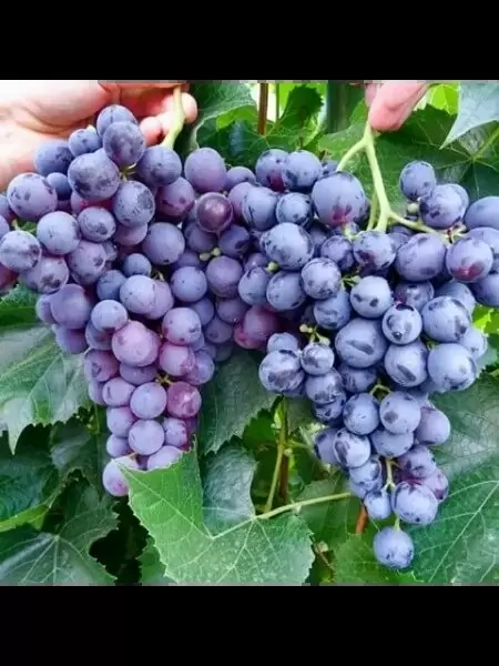 Виноград Барон: идеальный выбор для виноделов