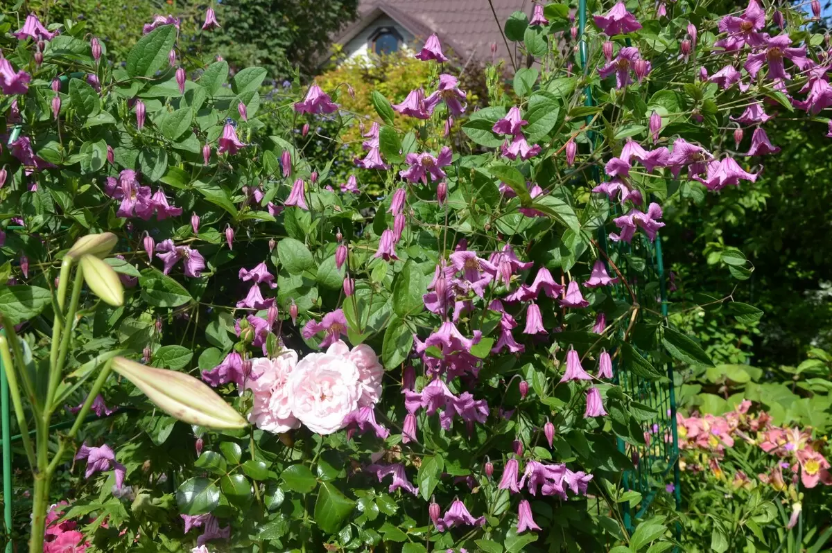 Обожаемые клематисы цельнолистные: лучшие сорта для вашего сада