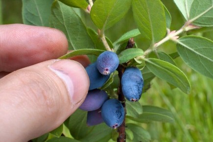 ����������� ������ ������ � ������������� � ����������� ���������