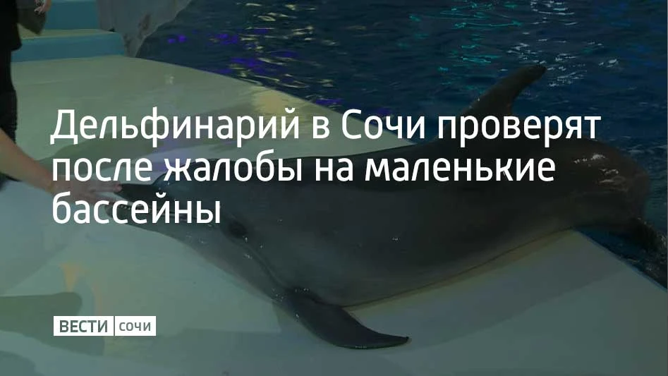 В Сочи дельфины вынуждены плавать кругами и подолгу неподвижно висеть в воде — зоозащитники пожаловались на слишком маленькие бассейны в дельфинарии Лазаревского района