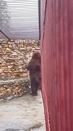 Но есть и хорошие новости: в Челябинской области спасли медведя Степана