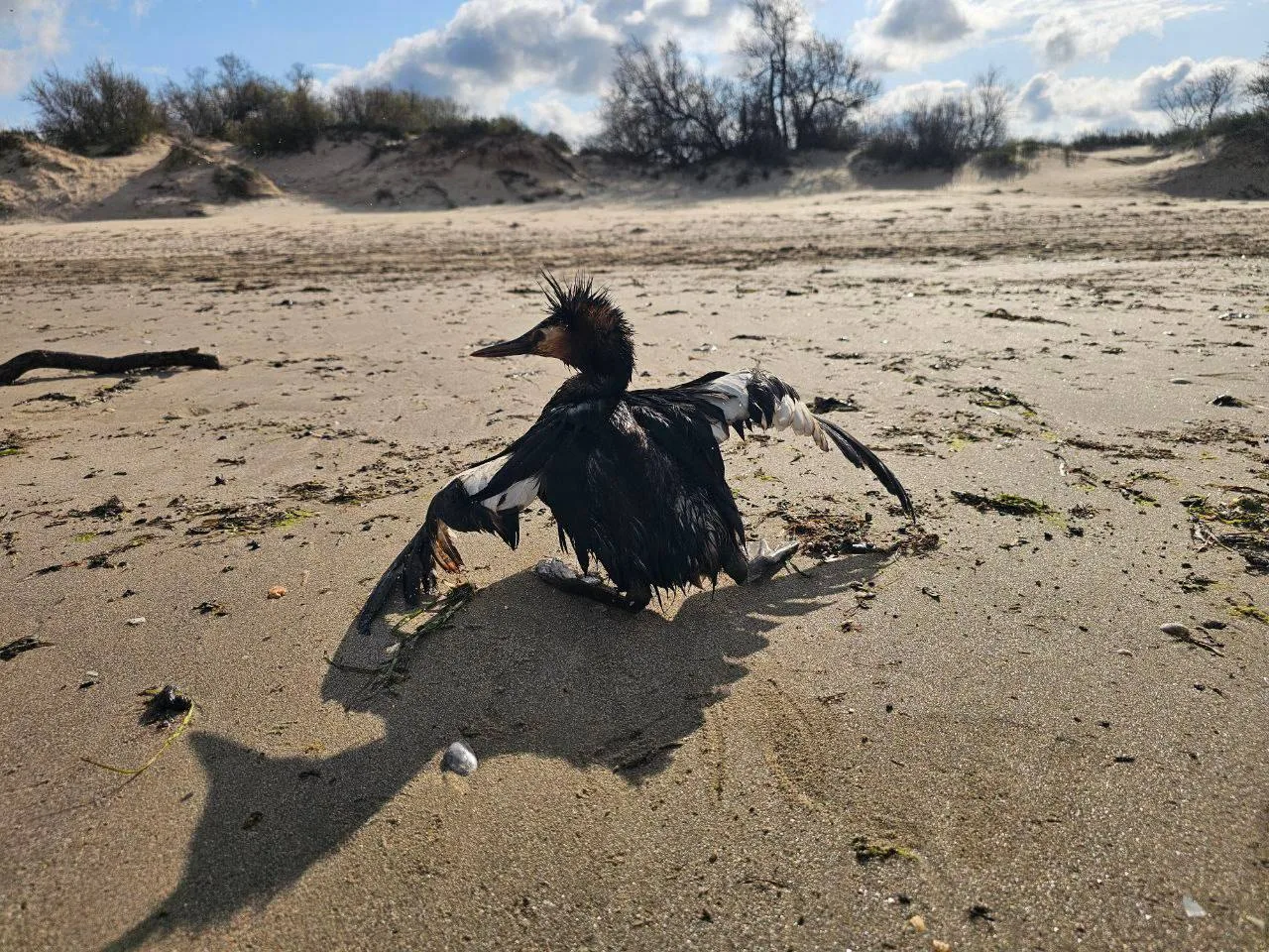 В Анапе после новых выбросов нефтепродуктов пострадали более 800 птиц В Анапе после новых выбросов нефтепродуктов пострадали более 800 птиц