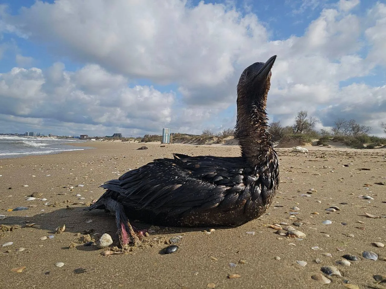 В Анапе после новых выбросов нефтепродуктов пострадали более 800 птиц