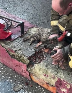 Милота дня: в Тюмени спасатель реанимировал котика, который надышался угарным газом во время пожара