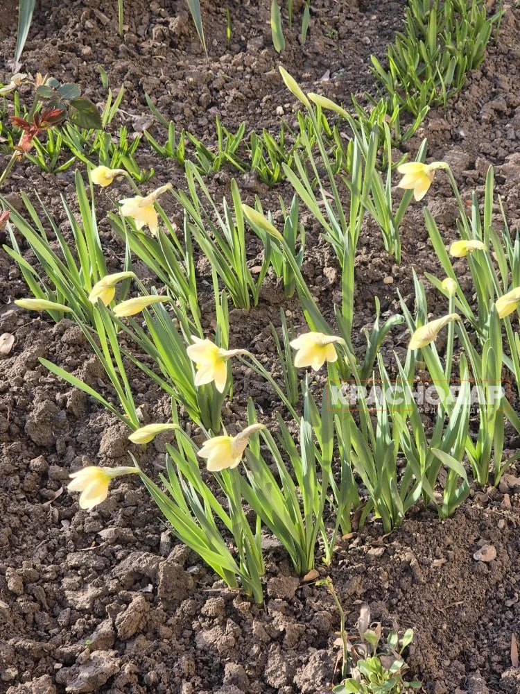 Продолжаем нашу ежедневную рубрику «Краснокадр»