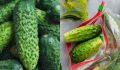 Как правильно хранить огурцы: советы, которые сохранят свежесть