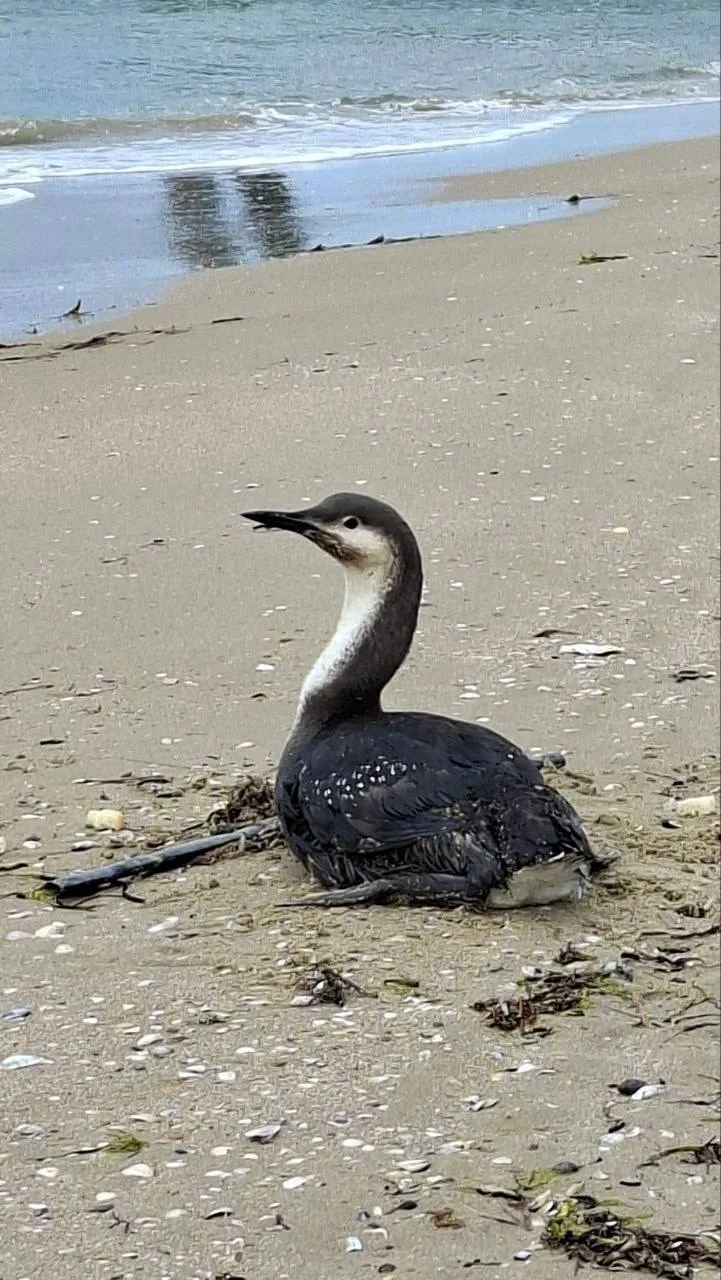 В Анапе после новых выбросов нефтепродуктов пострадали более 800 птиц В Анапе после новых выбросов нефтепродуктов пострадали более 800 птиц