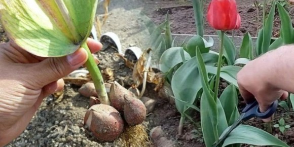 ��������: ������� ������� � �������� �������