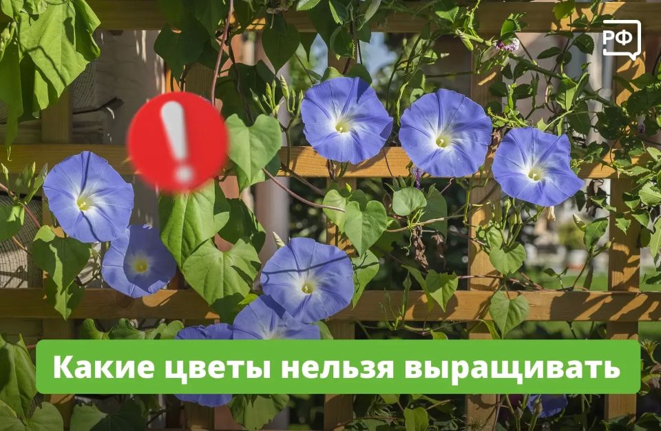 ����������� �����. � 2024 ���� � ������ ������ ���������� ������ ����������, ������� ����������� � �������