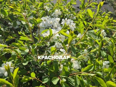 � ���������� ������������ ���������� ������