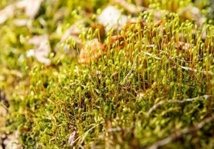 ������� ������ ��� ������ ��-���������� ����� ���� � ������ ����