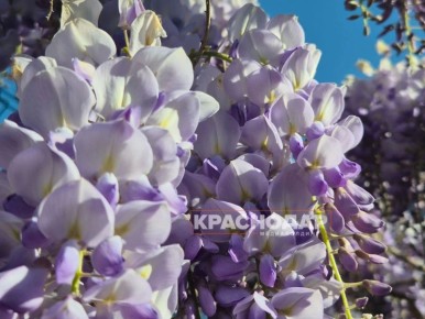 ��������� �������� �������� ���������