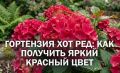 ��������� ��� ���: ������� �������� ��������� ��� ������ ��������
