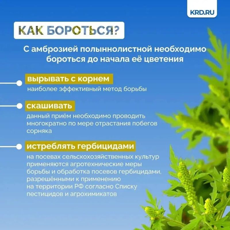 Установившаяся тёплая погода является благоприятными условиями для роста карантинной растительности Установившаяся тёплая погода является благоприятными условиями для роста карантинной растительности