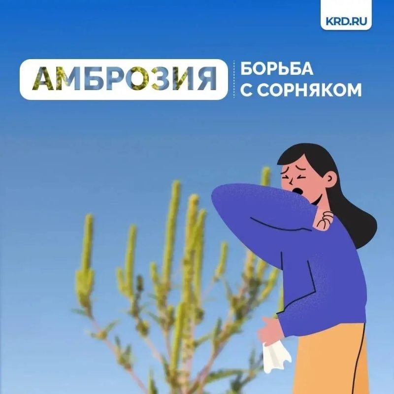 Установившаяся тёплая погода является благоприятными условиями для роста карантинной растительности