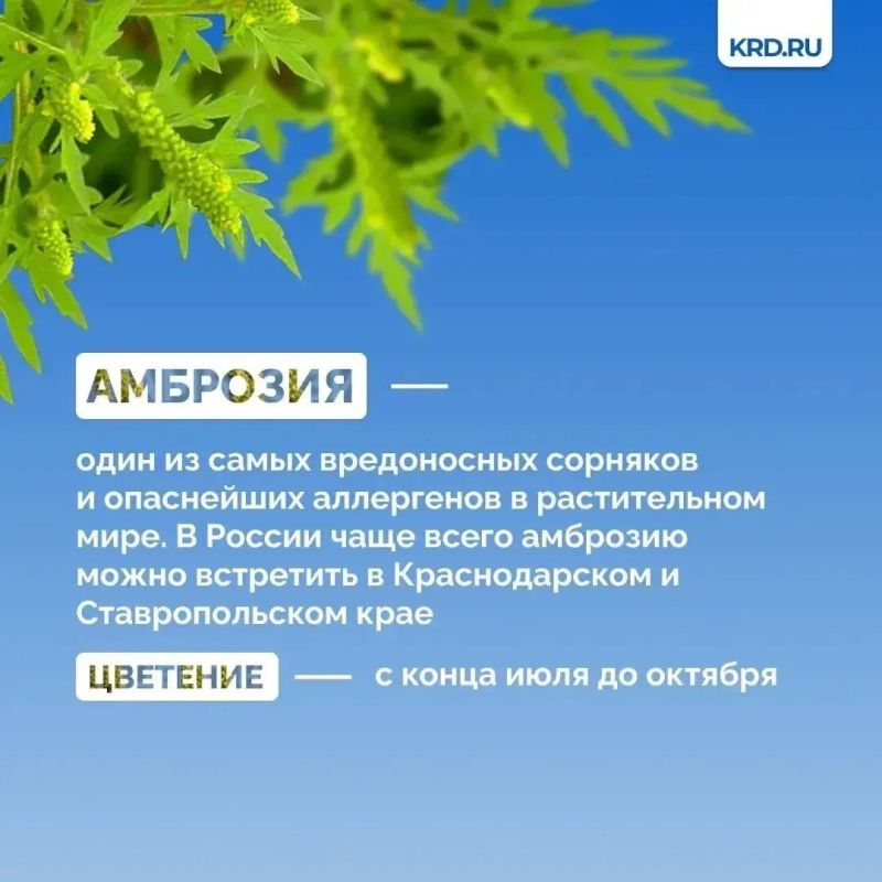 Установившаяся тёплая погода является благоприятными условиями для роста карантинной растительности Установившаяся тёплая погода является благоприятными условиями для роста карантинной растительности