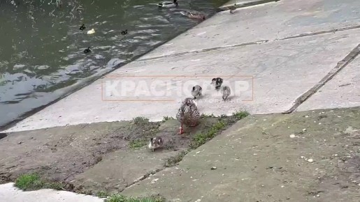 �� �������� �������� ������ ����