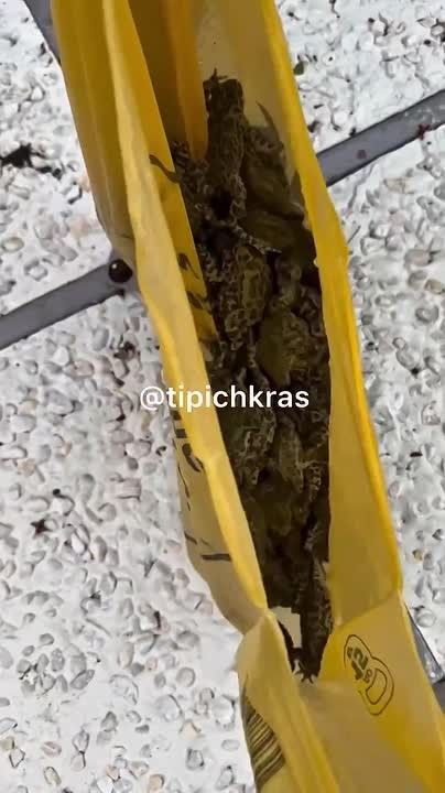 В Анапе что ни день, то новая напасть