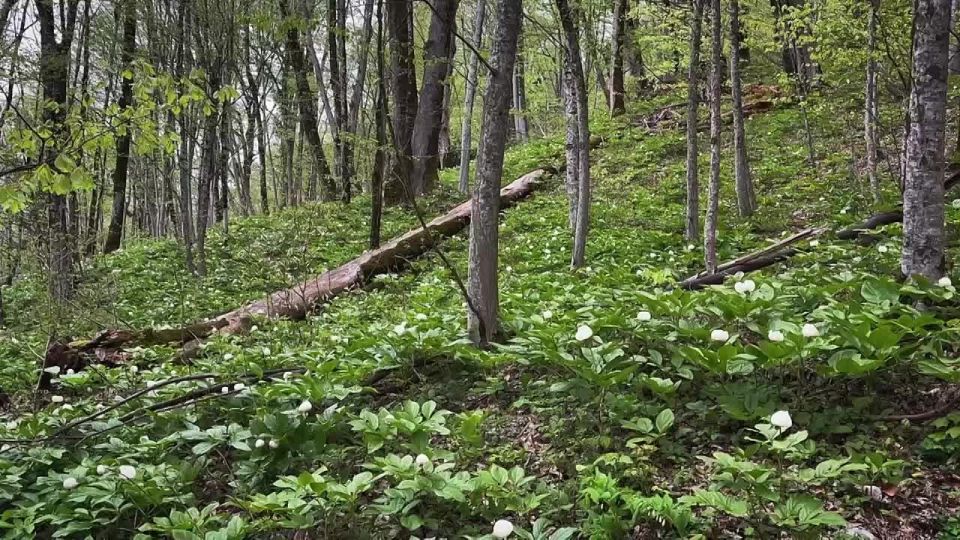Пионы не для всех. В Сочинском национальном парке есть места, куда доступ посетителям ограничен
