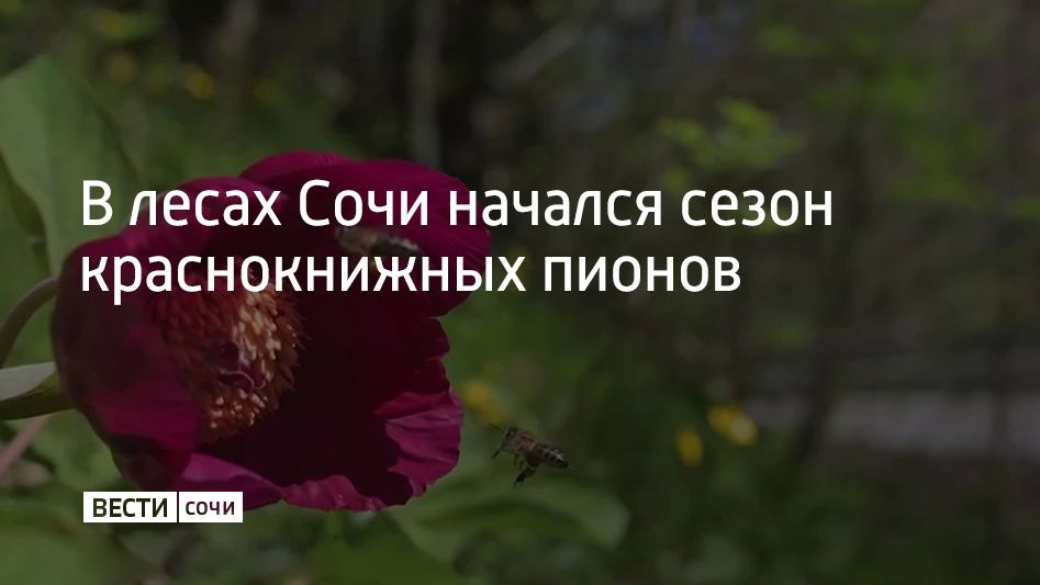 В лесах Сочи начался сезон краснокнижных пионов