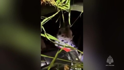 ���� ������ ������ � �������� �������: ��� �������� ���������� ������ ���������� ����