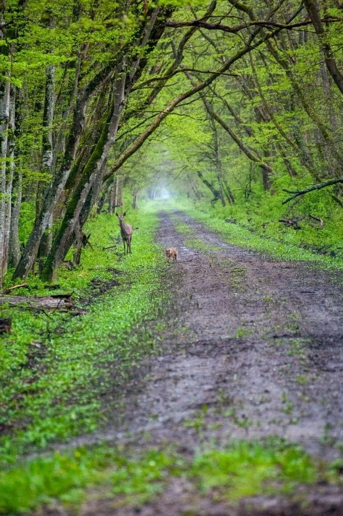 Встреча шакала и оленя в кубанском заказнике попала на камеру Встреча шакала и оленя в кубанском заказнике попала на камеру
