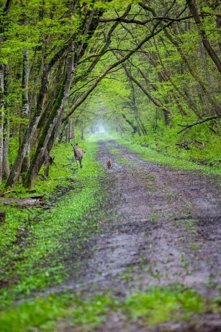 Встреча шакала и оленя в кубанском заказнике попала на камеру Встреча шакала и оленя в кубанском заказнике попала на камеру