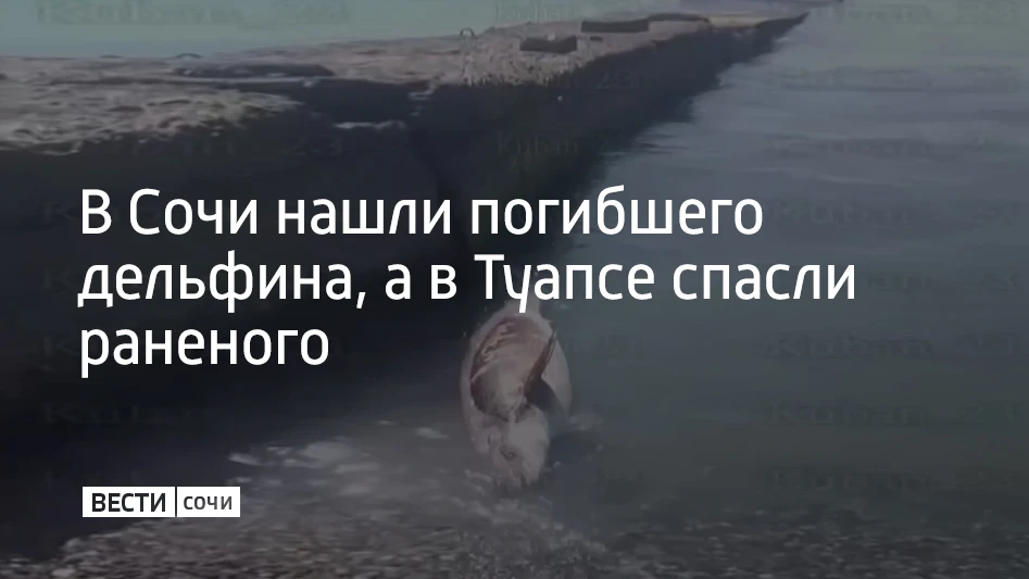 В Сочи нашли погибшего дельфина, а в Туапсе спасли раненого