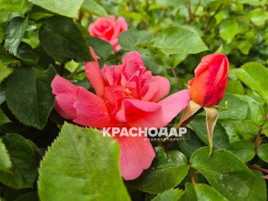 Королевы среди цветов. В Краснодаре распустились розы! Нежные цветы давно стали признаком роскоши и жаркой погоды