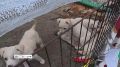 � ������ ����������� ������� ��������, ������������ �� ������ �� ���������