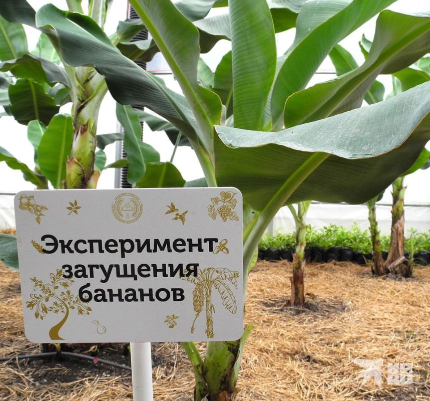 Есть первый урожай! В Сочи созрели российские бананы Есть первый урожай! В Сочи созрели российские бананы