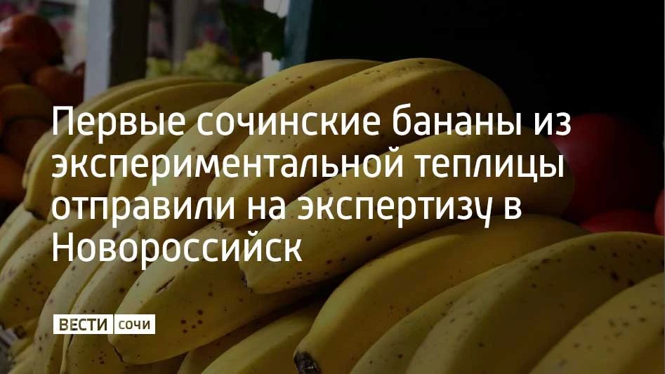 Первый урожай бананов, собранный в экспериментальной теплице в Сочи, направлен на экспертизу для определения состава полезных веществ, сообщил глава КФХ "100 гектар" Андрей Платонов