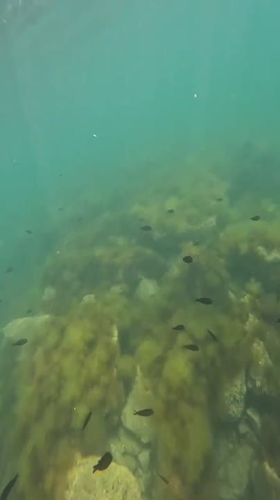 Подводную жизнь Черного моря показал анапский блогер