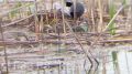 Богатство орнитологической фауны «Крымского» заказника попало на видео