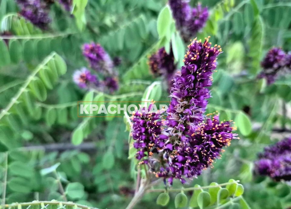 В Краснодаре зацвёл цветок-невидимка В Краснодаре зацвёл цветок-невидимка