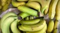 Первые бананы из Сочи проверили в лаборатории: рассказываем о результатах