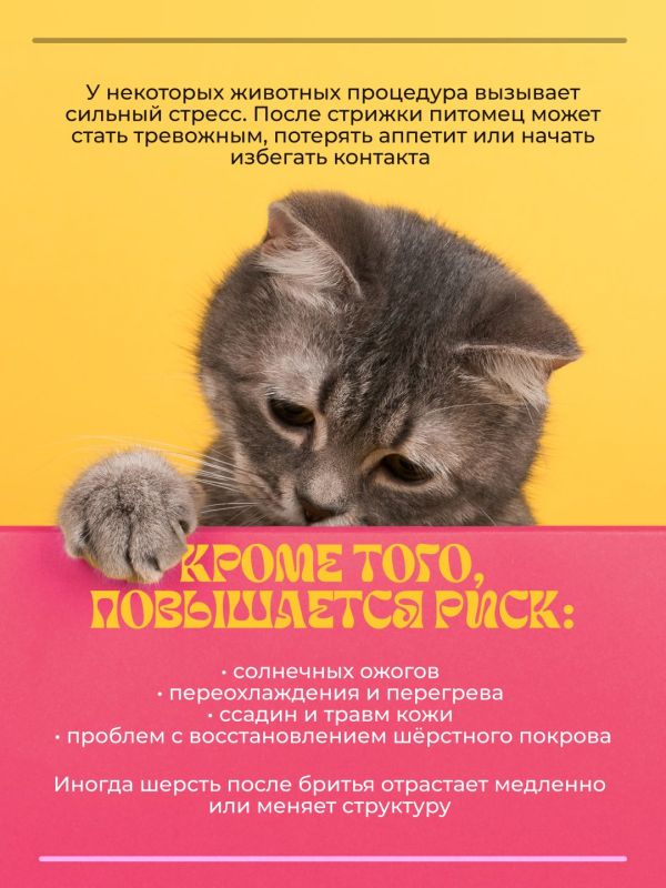 Многие владельцы считают, что летом пушистому питомцу обязательно нужна стрижка Многие владельцы считают, что летом пушистому питомцу обязательно нужна стрижка