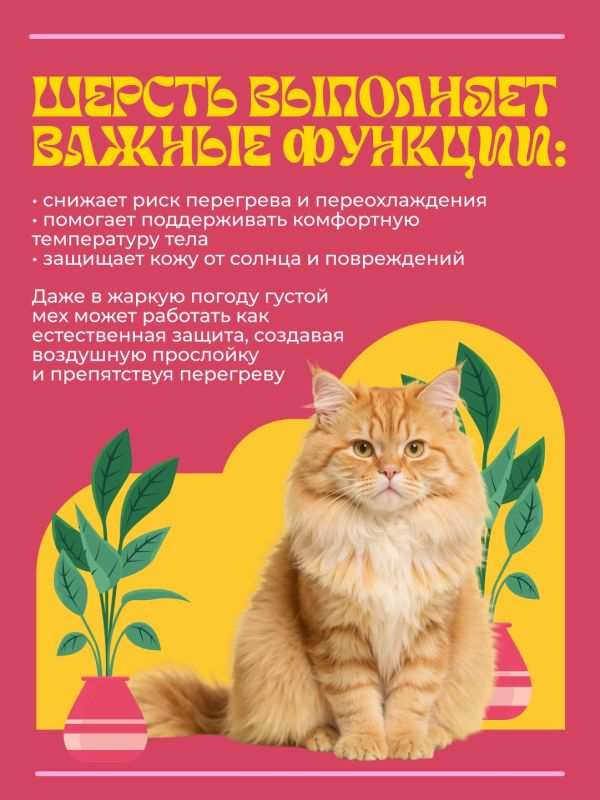 Многие владельцы считают, что летом пушистому питомцу обязательно нужна стрижка Многие владельцы считают, что летом пушистому питомцу обязательно нужна стрижка