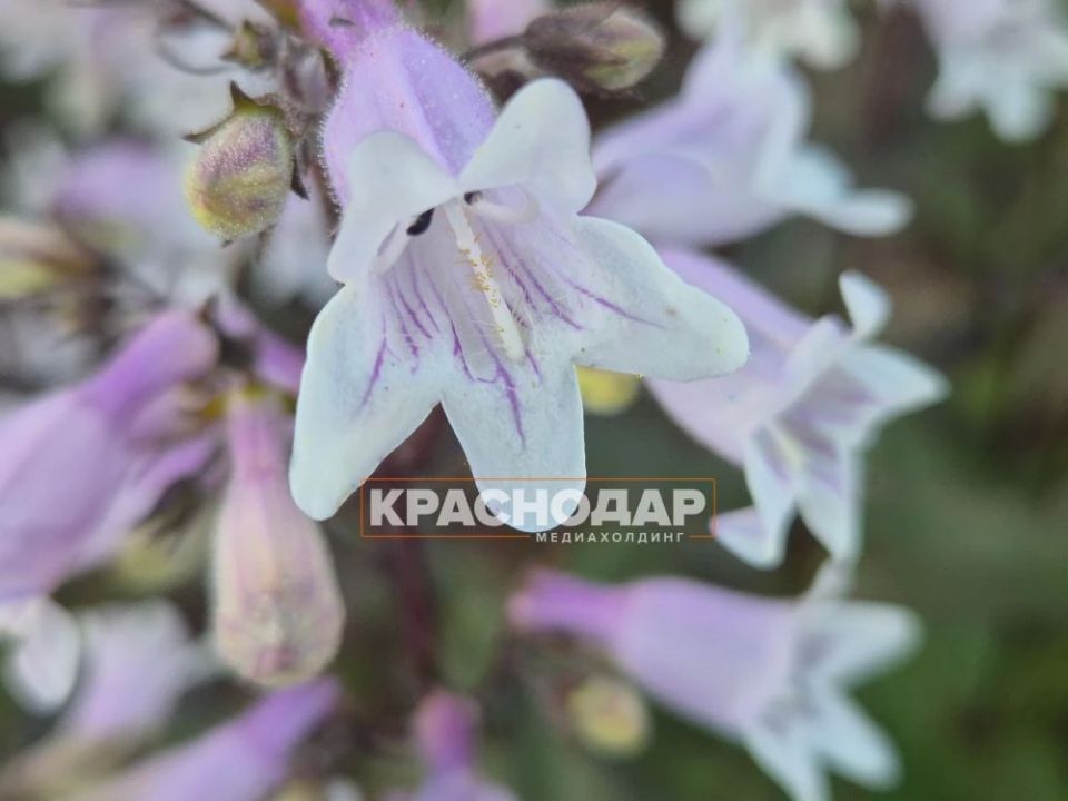 Море с колокольчиками. В Краснодаре завёл пенстемон наперстянковый Море с колокольчиками. В Краснодаре завёл пенстемон наперстянковый