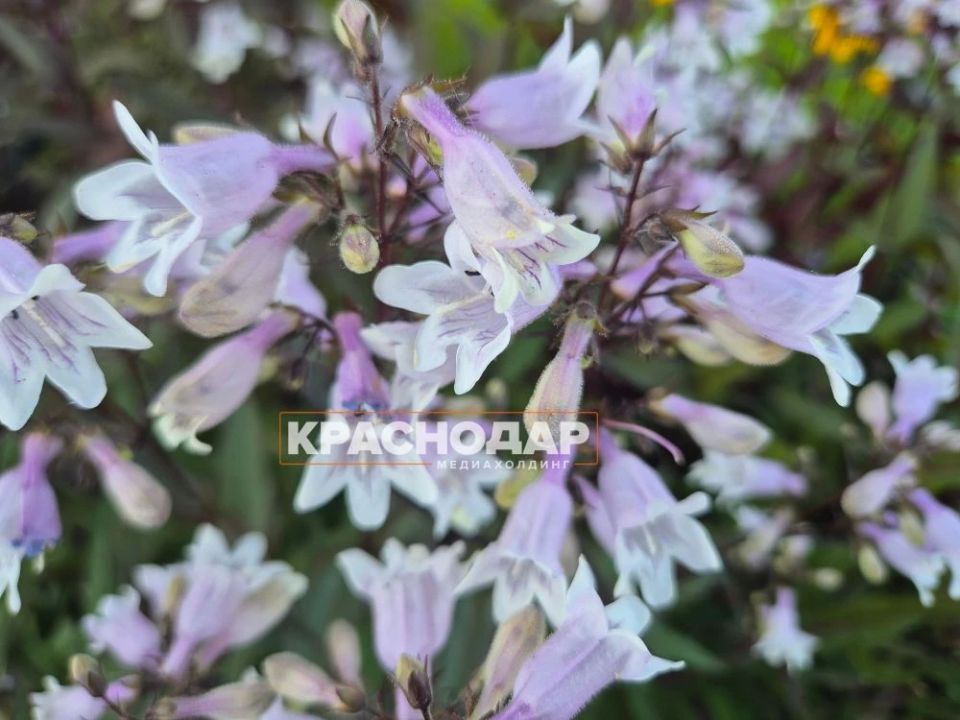 Море с колокольчиками. В Краснодаре завёл пенстемон наперстянковый Море с колокольчиками. В Краснодаре завёл пенстемон наперстянковый