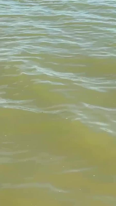 Не ходите люди на лиман. В этом году на Ейском лимане настоящее змеиное нашествие