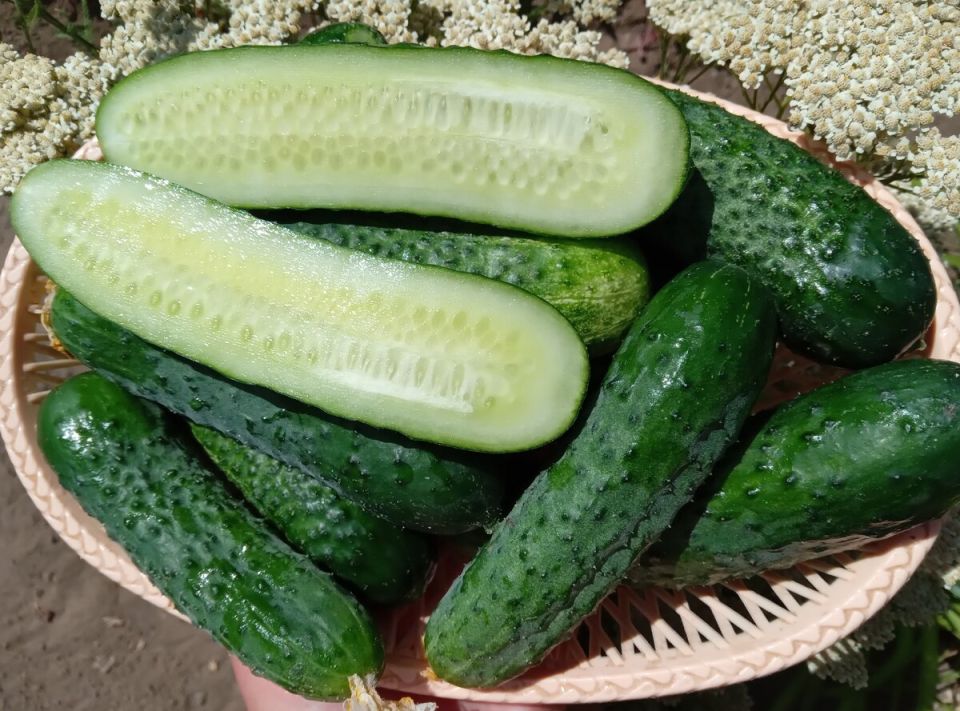 Секреты огуречного успеха: как сорт 'Гуннар' покоряет летние огороды